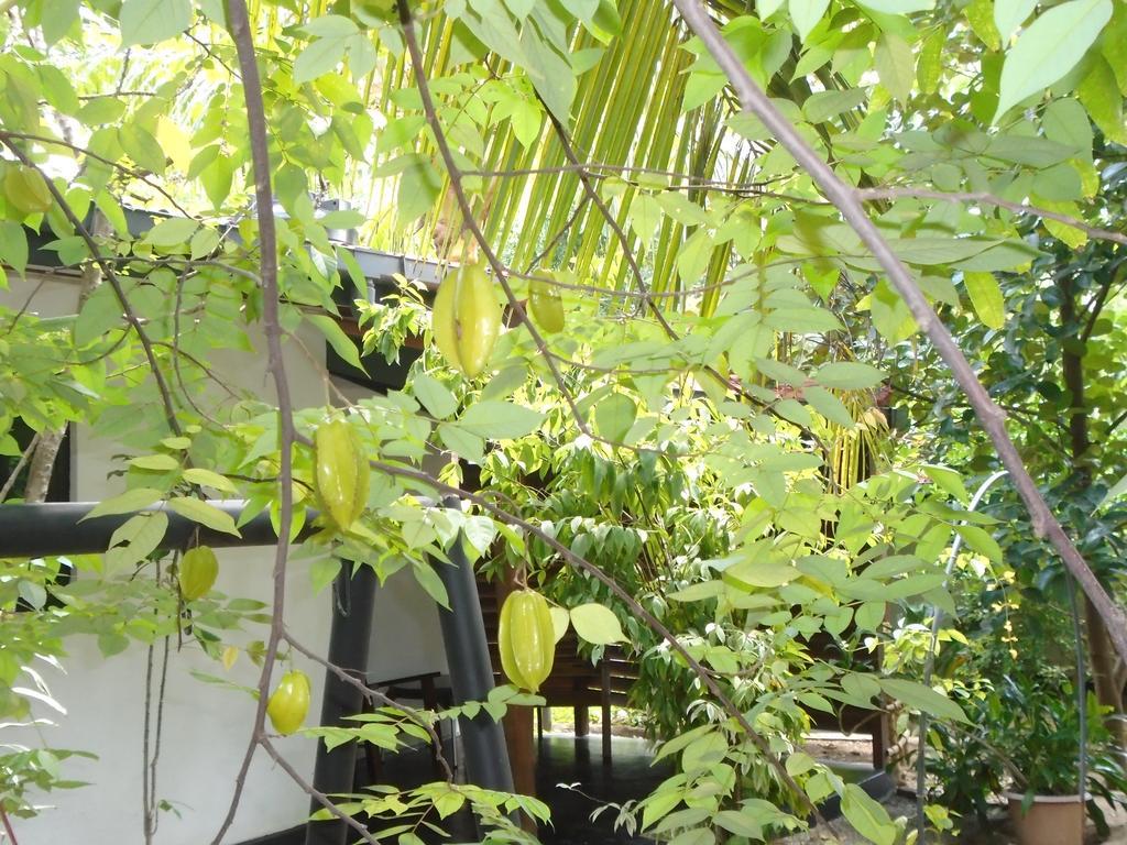 Livinginn Polonnaruwa Zewnętrze zdjęcie